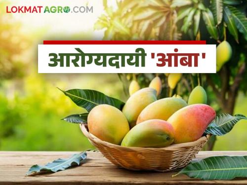 Amritphal mango is beneficial for various diseases; Bark, blossom, fruit, leaves, all have importance in Ayurveda | अमृतफळ आंबा आहे विविध आजारांवर गुणकारी; साल, मोहोर, फळ, पाणे, सर्वांचे आयुर्वेदात महत्त्व