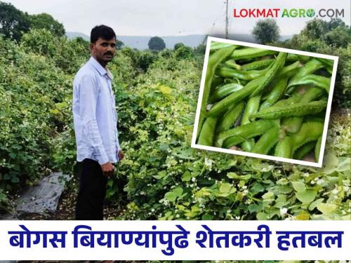 fake seed create problem in lima bean val crop do not fruiting cant come pods | Fake Seeds बोगस बियाण्यांनी मोडली कंबर; दोन एकर क्षेत्रावरील वालाला शेंगाच लागेना