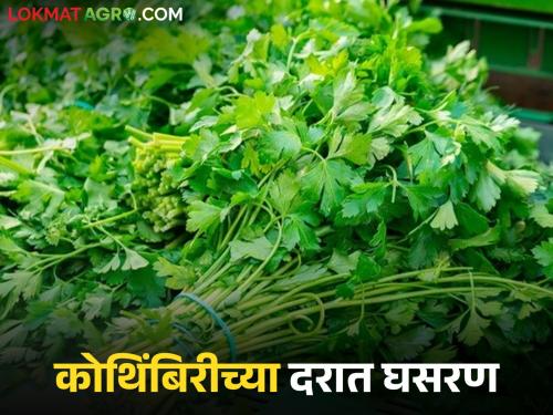 Coriander prices drop by 63 percent in a week; Increased arrivals in the market affect the price | आठवडाभरात कोथिंबिरीच्या दरात ६३ टक्क्यांची घट; बाजारात आवक वाढल्याने दरावर परिणाम