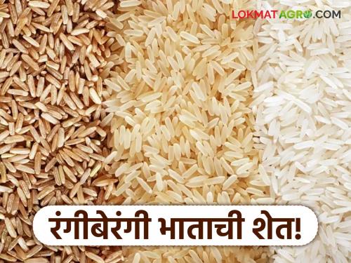 With the help of 'Atma', red, black and purple rice crops will flourish in the fields of Raigad this year. | 'आत्मा'च्या मदतीने यंदा रायगडच्या शेतशिवारात डोलणार लाल, काळे, जांभळ्या रंगाचे भातपीक