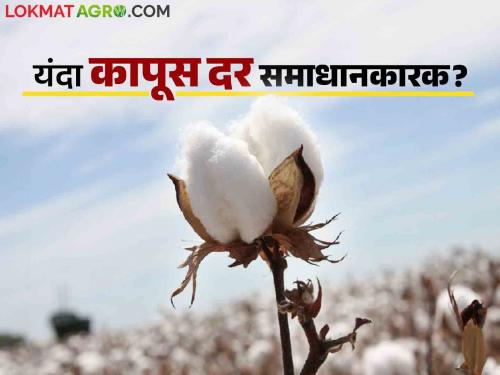 Cotton Market Rate Update: Read in detail how much cotton will get in the open market this year | Cotton Market Rate Update : यंदा कापसाला खुल्या बाजारात किती मिळणार दर वाचा सविस्तर