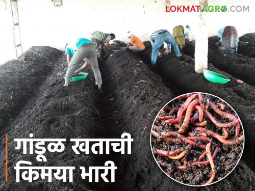 Organic Farming: Organic farming developed by the farmer through vermicomposting; Income limits also widened | Organic Farming : गांडूळ खत निर्मितीतून शेतकऱ्याने फुलविली सेंद्रीय शेती; उत्पन्नाच्या देखील रुंदावल्या सीमा