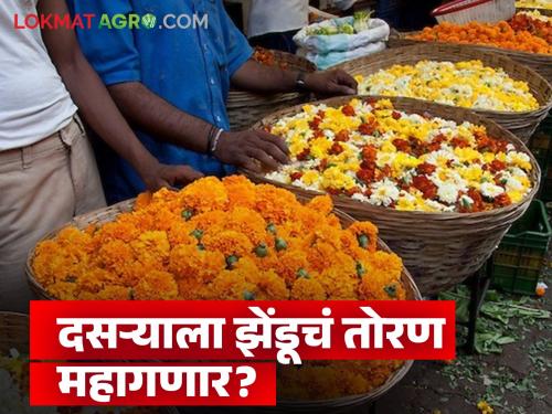 Heavy rains hit flower farming; Marigold arrivals decrease during Dussehra, prices increase | Dasara: अतिवृष्टीमुळे फुलशेतीला फटका; दसऱ्याला झेंडूची आवक घटली तर दरात वाढ