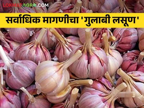 Pink Garlic Farmers, Grow Pink Garlic; Pink garlic is the most demanded and expensive in the market | Pink Garlic शेतकऱ्यांनो, गुलाबी लसणाची करा शेती; बाजारात सर्वाधिक मागणीचा आणि भाव खाणारा गुलाबी लसूण