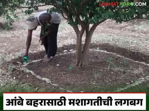 Neglect of the Department of Agriculture; Will the 4 thousand 900 hectares of Mosambi orchards in Marathwada survive? | कृषी विभागाचे दुर्लक्ष; मराठवाड्यातील ४ हजार ९०० हेक्टर मोसंबी फळबागा तग धरणार का?