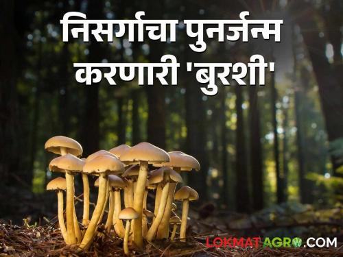 The rebirth of nature begins with the arrival of fungi in the forest; Read supernatural nature stories | जंगलात बुरशीच्या आगमनाने सुरू होतो निसर्गाचा पुनर्जन्म; वाचा अलौकिक निसर्गकथा