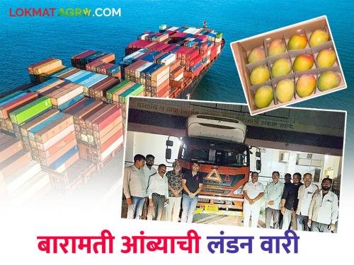 This year's first mango container from Baramati Agricultural Produce Market Committee leaves for London | बारामती कृषी उत्पन्न बाजार समितीमधून यंदाचा पहिला आंबा कंटेनर लंडनला रवाना