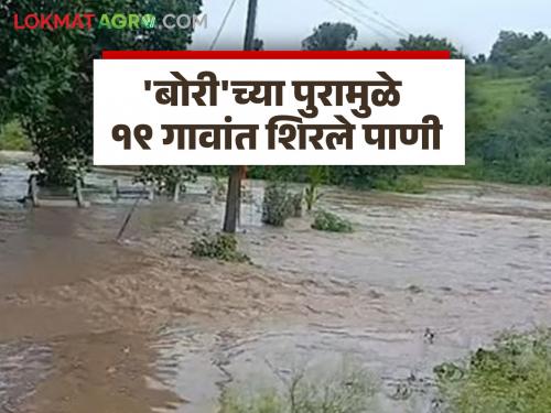 Flooding of the 'Bori' river causes havoc in 19 villages; Animals are washed away, fields are flooded, houses collapse | 'बोरी' नदीच्या पुरामुळे १९ गावांमध्ये हाहाकार; जनावरे वाहून गेली तर शेतात पाणी, घरांची पडझड