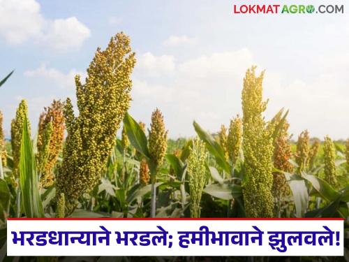 'Sorghum' forgotten in the Marketing Federation's order; Farmers' sorghum purchase delayed | पणन महासंघाच्या आदेशात 'ज्वारी'चा विसर; शेतकऱ्यांची ज्वारी खरेदी रखडली