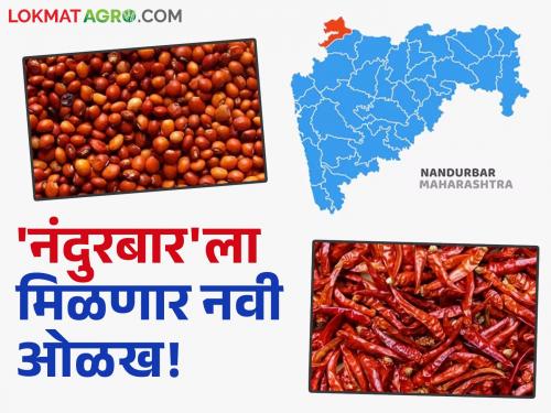 'Nandurbar' GI chilli and tur will be exported across the country; activities are accelerating | 'नंदुरबार'ची जीआय प्राप्त मिरची व तूर होणार देशभर निर्यात; हालचालींना वेग
