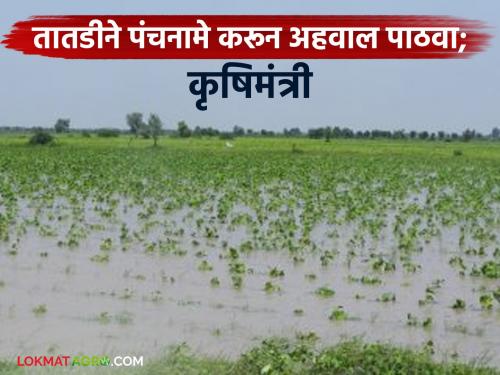 Heavy rains cause damage to crops on 9 lakh hectares in the state; Agriculture Department directed to immediately conduct a Panchnama and send a report | अतिवृष्टीमुळे राज्यात ९ लाख हेक्टरवरील पिकांचे नुकसान; तातडीने पंचनामे करून अहवाल पाठवण्याचे कृषी विभागाला निर्देश