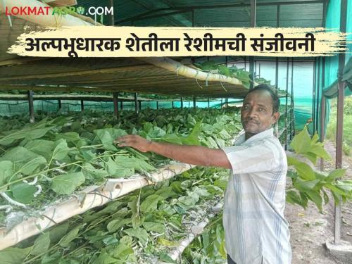 Sericulture Success Story: An experiment in sericulture by splitting cotton, soybeans, vegetables; An income of two lakhs was received within the year itself | Sericulture Success Story : कपाशी, सोयाबीन, भाजीपाल्याला फाटा देत रेशीम शेतीची प्रयोग; वर्षभरातच पावणेदोन लाखांचे मिळाले उत्पन्न