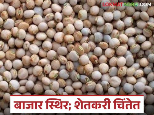 Tur market in the state is stable; Read where and how much Tur was sold today | राज्यातील तूर बाजार स्थिर; वाचा आज कुठे किती मिळाला तुरीला भाव