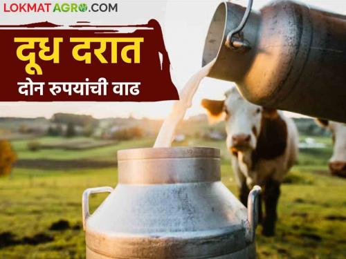 Milk Rate : Dussehra-Diwali will be sweet; Farmers will get Rs 2 difference in milk price | Milk Rate : दसरा-दिवाळी होणार गोड; शेतकऱ्यांना मिळणार दूध दरात दोन रुपयांचा फरक