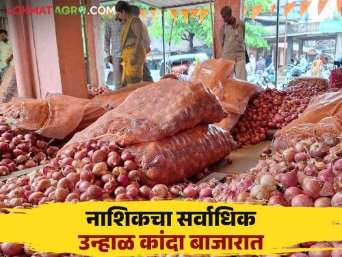 Onion Market Rate : Nashik's summer onion market rate; Read what rates are available | Onion Market Rate : नाशिकच्या उन्हाळ कांद्याचा बाजारात तोरा; वाचा काय मिळतोय दर