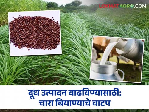 Fodder seeds will be available to increase milk production; Make a proposal for the benefits of the scheme! | दूध उत्पादन वाढविण्यासाठी सव्वाकोटीचे मिळणार चारा बियाणे; योजनेच्या लाभासाठी असा करा प्रस्ताव!