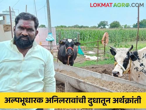 Dairy Farmer Success Story : Small land holder Anil Rao's economic revolution through milk; Even when milk prices are low, profits are being made | Dairy Farmer Success Story : अल्पभूधारक अनिलरावांची दुधातून अर्थक्रांती; दूध दर कमी असतांनाही मिळतोय नफा