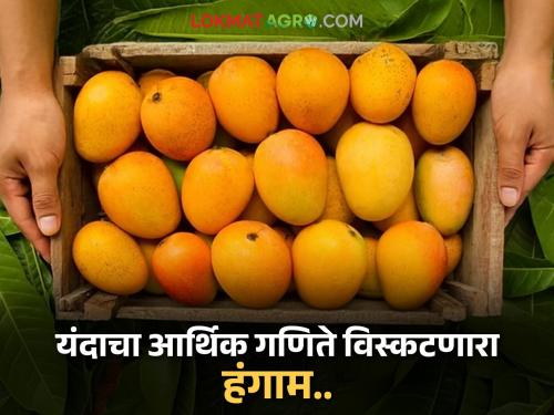 Mangoes in the gardens ran out a month ago this year; The mango season ends, throwing financial calculations into disarray | महिनाभर आधीच बागांमधील आंबा यंदा संपला; आर्थिक गणिते विस्कटत आंबा हंगामाची अखेर