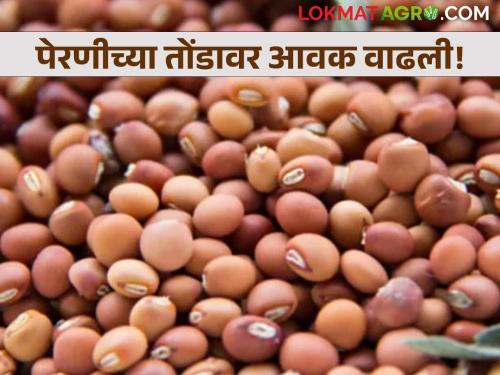 The arrival of turi in the market has increased ahead of sowing; however, the price continues to fall. | पेरणीच्या तोंडावर बाजारात तुरीची आवक वाढली; दरात मात्र घसरण सुरूच