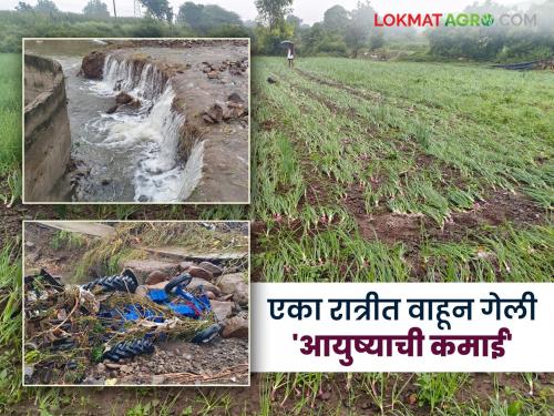 He chose the path of farming and his dream world was destroyed overnight; The heartbreaking reality of a young farmer from Karanji | शेतीची वाट निवडली अन् एका रात्रीत उद्ध्वस्त झाली स्वप्नांची दुनिया; करंजीतील तरुण शेतकऱ्याचे हृदयद्रावक वास्तव
