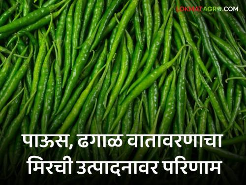 Green Chilli Market: Due to repeated rains and cloudy weather, the price of summer chillies has fallen, causing huge loss to the producers | Green Chilli Market : रिपरिप पाऊस अन् ढगाळ वातावरणामुळे उन्हाळी मिरचीला मातीमोल भाव, उत्पादकांचे मोठे नुकसान