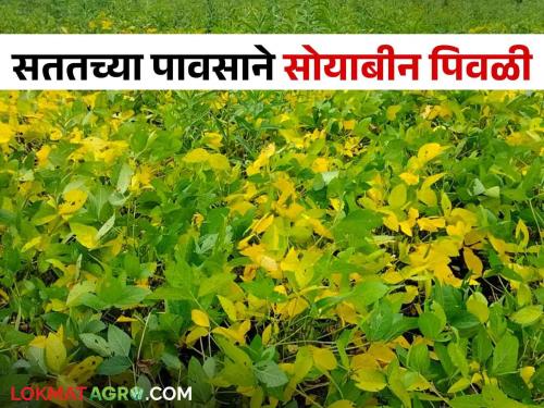 Soybean Crop Management : Yellowing of soybean crop due to continuous rains, outbreak of various diseases; Take care! | Soybean Crop Management : सततच्या पावसामुळे सोयाबीन पीक पिवळे, विविध रोगांचा प्रादुर्भाव; अशी घ्या काळजी!