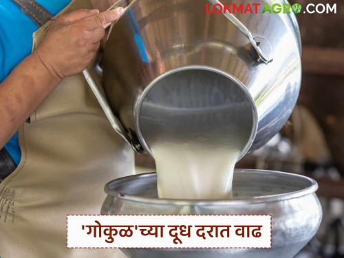 'Gokul' milk price has increased from today; Read in detail | आजपासून 'गोकुळ'चे दूध वधारले; वाचा सविस्तर