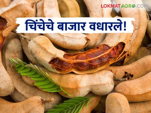 The market has increased due to low tamarind production this year; Read what the prices are | यंदा चिंचेचे उत्पादन कमी असल्यामुळे बाजार वधारले; वाचा काय मिळतोय दर