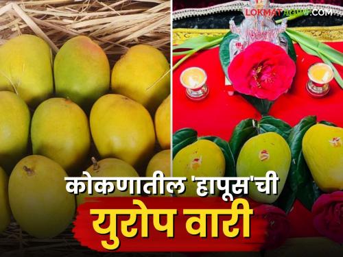 Two thousand dozen Hapus mangoes from Ratnagiri and Sindhudurg districts to be sold in London market | रत्नागिरी आणि सिंधुदुर्ग जिल्ह्यातील दोन हजार डझन हापूस आंबा लंडनच्या बाजारपेठेमध्ये विक्रीला