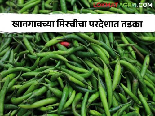 Green chillies from Khangaon market are fried abroad; Exports are done through Lasalgaon Market Committee | खानगाव बाजारातील हिरव्या मिरचीचा परदेशात तडका; लासलगाव बाजार समितीमार्फत होते निर्यात