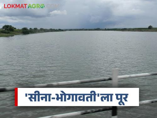 Flood in 'Sina-Bhogavati'; Malikpeth, Angar, Bople, Kolhapur type dams under water | 'सीना-भोगावती'ला पूर; मलिकपेठ, अनगर, बोपले, कोल्हापूर पद्धतीचे बंधारे पाण्याखाली