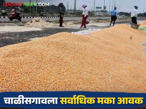 Maize Market Rate: The rate is the same regardless of whether the income is lower or higher; Read what is the price of maize in the state | Maize Market Rate : आवक कमी असो वा अधिक दर मात्र सारखेच; वाचा राज्यात मकाला काय मिळतोय दर