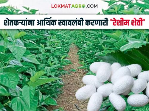 Farmers are becoming financially self-reliant through sericulture; 'This' district's rising graph | रेशीम शेतीतून शेतकरी होताहेत आर्थिक स्वावलंबी; 'या' जिल्ह्याचा चढता आलेख
