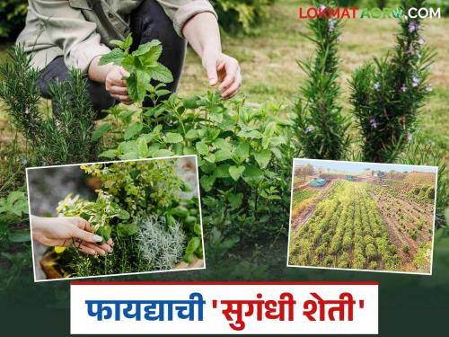 Scientific approach to cultivation of aromatic plants and their beneficial role in agriculture; Know detailed information | सुगंधी वनस्पतींच्या लागवडीचे वैज्ञानिक दृष्टिकोन आणि शेतीतील फायद्याची भूमिका; जाणून घ्या सविस्तर माहिती
