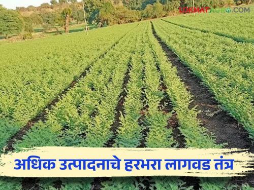 Use belt system for gram crop in Rabi season and increase yield; Agriculture Department appeal to farmers | रबी हंगामात हरभरा पिकासाठी पट्टा पद्धतीचा वापर करा अन् उत्पादन वाढवा; कृषी विभागाचे शेतकऱ्यांना आवाहन