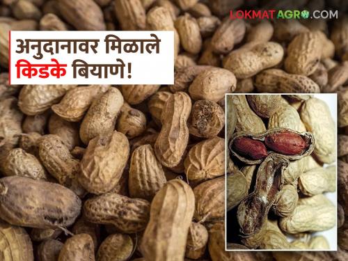 Is the subsidy scheme fake? Farmers got worm seeds for sowing; Read what is the matter | अनुदानाची योजना खोटी? शेतकऱ्यांना मिळाले किडके बियाणे पेरणीसाठी; वाचा काय आहे प्रकरण