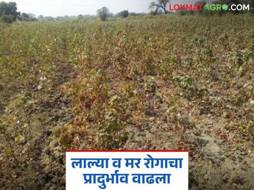 Cotton farmers worried due to red and black rot; only infected bolls remain on cotton plants | लाल्या व मर रोगामुळे कपाशी उत्पादक शेतकरी चिंतेत; कपाशीच्या झाडांवर उरली केवळ प्रादुर्भाव ग्रस्त बोंडेच