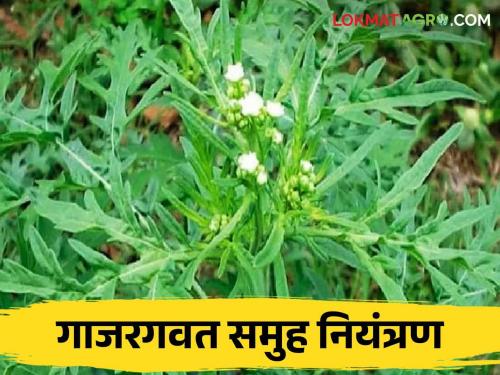 Weed Management Some simple methods of carrot weed control | Weed Management गाजरगवत नियंत्रणाच्या काही सोप्या पद्धती