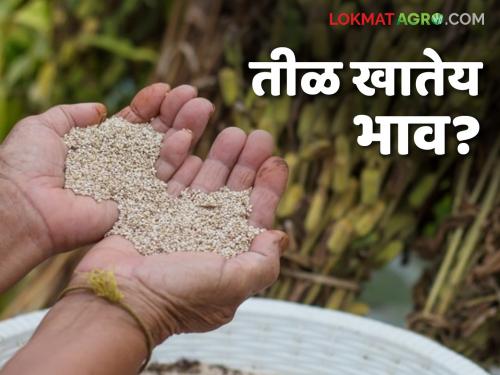 This summer season's sesame seeds have entered the market; Read what the prices are. | यंदाच्या उन्हाळी हंगामातील तीळ बाजारात दाखल; वाचा काय मिळतोय दर