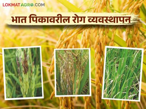 Rice Crop Management: 'Six' Simple Solutions for Rice Crop Disease Management | Rice Crop Management : भात पिकावरील रोग व्यवस्थापनाचे 'सहा' सोपे उपाय