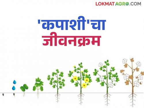 How is the life cycle of cotton from silkworm to cotton? Learn in simple words | सरकी ते कापूस कसा आहे कपाशीचा जीवनक्रम? जाणून घ्या सोप्या शब्दांत
