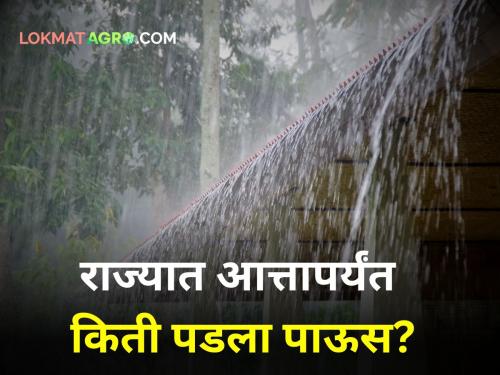 Maharashtra Rain Update Above average rainfall in the state statistics of Department of Agriculture say | Maharashtra Rain Update : राज्यात सरासरीपेक्षा जास्त पाऊस? कृषी विभागाची आकडेवारी काय सांगते?