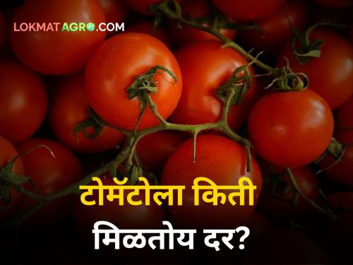 Maharashtra Market yard tomato rates today farmer rain monsoon season flood sowing cultivation tomato | Tomato Rates Today : राज्यातील बाजार समित्यांमध्ये टोमॅटोला किती मिळतोय दर?