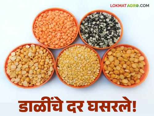 Imports have succeeded; however, the prices of domestic pulses have decreased | आयातीने साधला डाव; देशी डाळींचा मात्र कमी झाला भाव