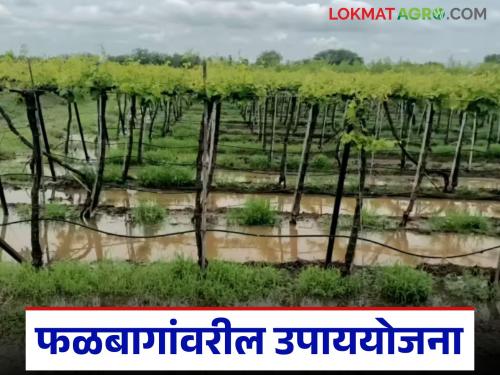 Latest News How to manage grapes, pomegranates, mangoes, and papaya crops after heavy rains, read in detail | अतिवृष्टीनंतर द्राक्ष, डाळिंब, आंबा, पपई पिकाचे असे करा व्यवस्थापन, वाचा सविस्तर 