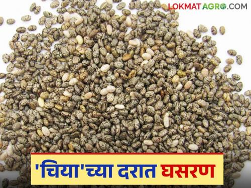Producer farmers are worried due to the fall in the price of 'Chia'; Read what the price is being paid | 'चिया'च्या दरात घसरण झाल्याने उत्पादक शेतकरी चिंतित; वाचा काय मिळतोय दर