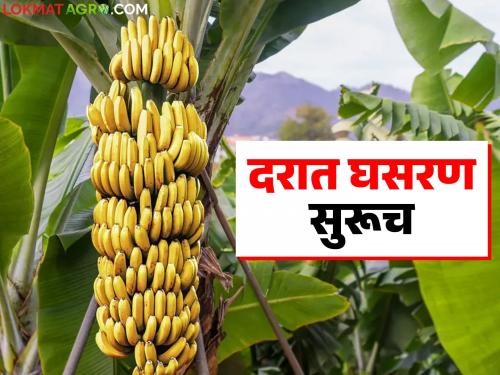 Banana exports have stopped due to 'that' reason; Banana producers are being hit by the sluggish market | 'त्या' कारणाने अध्यापही केळीची निर्यात थांबली; मंदावलेल्या बाजाराचा केळी उत्पादकांना बसतोय फटका