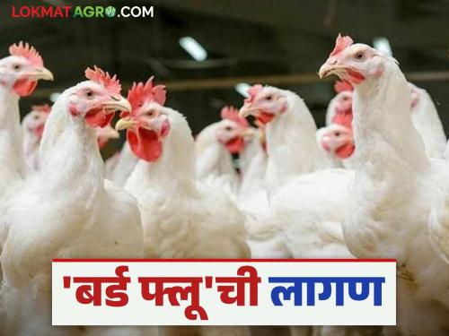 Bird Flu: Four and a half hundred chickens affected by bird flu destroyed; Alert mode in 'this' area of the state | Bird Flu : बर्ड फ्लू ग्रस्त साडेचारशे कोंबड्या केल्या नष्ट; राज्याच्या 'या' परिसरात अलर्ट मोड