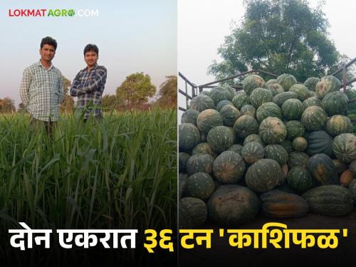 Success Story 36 tons of Kashifal production in two acres; Organic experiments by Nitin and Pankaj Kalbandhe | Success Story दोन एकरात ३६ टन काशिफळ उत्पादन; नितीन व पंकज काळबांधे यांचा सेंद्रिय प्रयोग