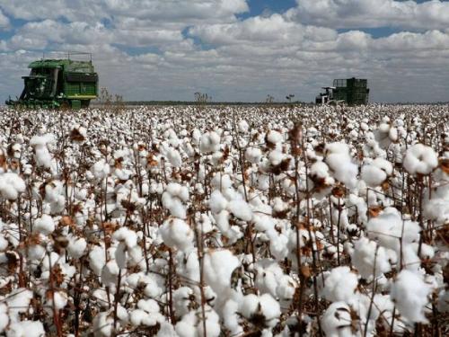 Cotton ginning and fertilizing; Who will get the price this year? | कापसाला निंदणी अन् खतपाणी; यंदा भाव काय मिळणार कोणाच्या ध्यानी!